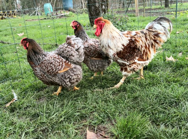 Wyandotte doré à liseré 🇺🇸 (bleu, noir, blanc) et isabelle à liseré