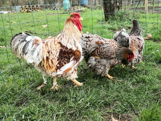 Wyandotte doré à liseré 🇺🇸 (bleu, noir, blanc) et isabelle à liseré