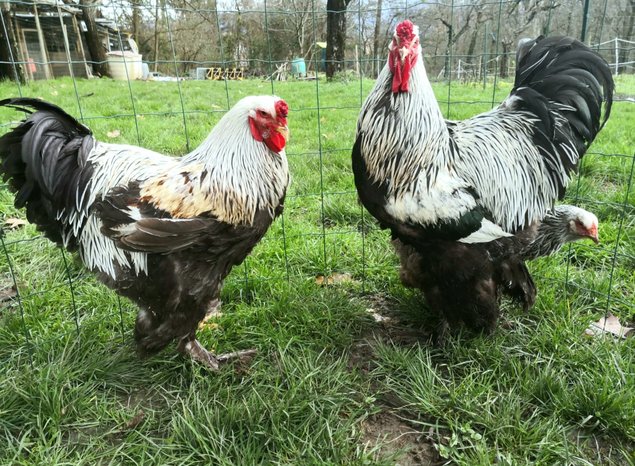 Brahma perdrix argenté 🇺🇸