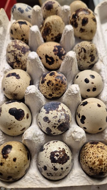 oeufs fecondé de cailles du japon par 18