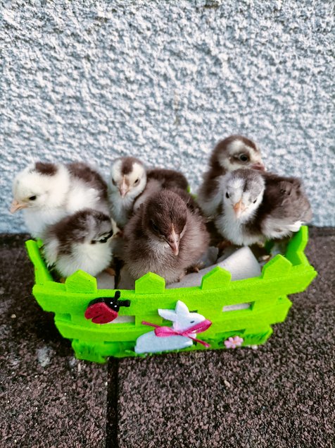 mix d'oeufs à couver PEKIN pures races (MIX de plusieurs parcs séparés)