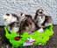 mix d'oeufs à couver PEKIN pures races (MIX de plusieurs parcs séparés)