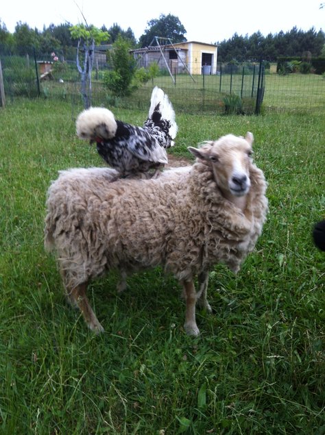 HOLLANDAISE HUPPE BLANCHE TRICOLORE/CAILLOUTE/NOIRE GRANDE RACE