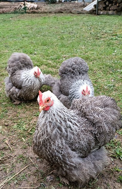 mix d'oeufs à couver PEKIN pures races (MIX de plusieurs parcs séparés)