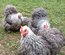 mix d'oeufs à couver PEKIN pures races (MIX de plusieurs parcs séparés)