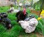 mix d'oeufs à couver PEKIN pures races (MIX de plusieurs parcs séparés)