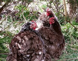 mix d'oeufs à couver PEKIN pures races (MIX de plusieurs parcs séparés)