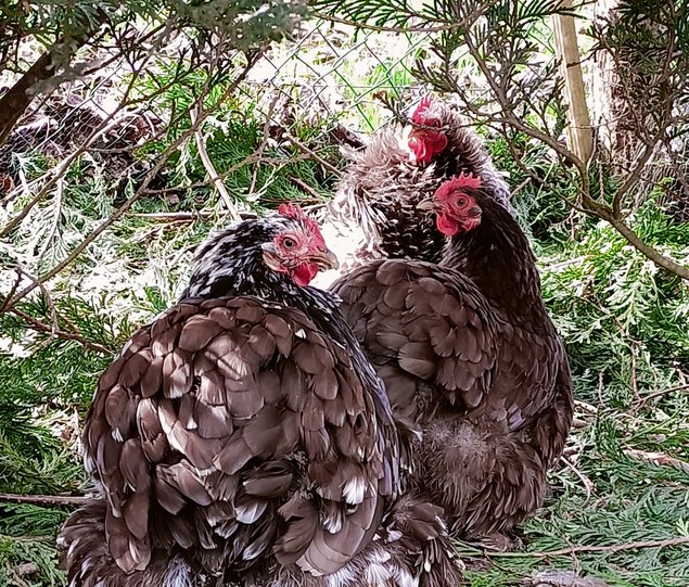mix d'oeufs à couver PEKIN pures races (MIX de plusieurs parcs séparés)