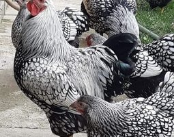 Œufs fécondés wyandotte argentés GR