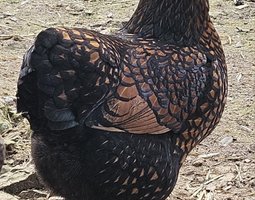 wyandotte naine doré liseré bleu ou noir