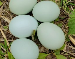 Oeufs bleus à couver