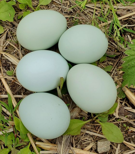 Oeufs bleus à couver