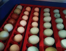 oeufs colorés