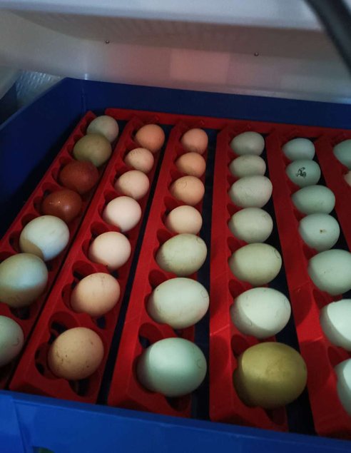 oeufs colorés