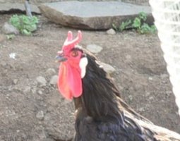 oeuf fécondé poule la flèche