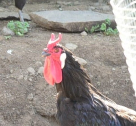 oeuf fécondé poule la flèche
