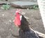 oeuf fécondé poule la flèche