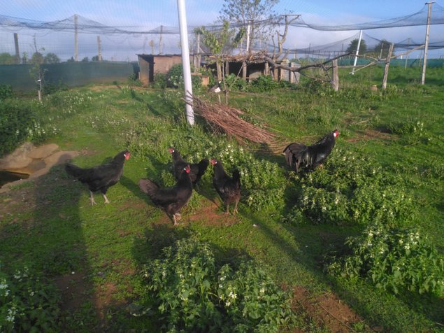 oeuf fécondé poule la flèche