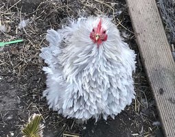 oeuf pekin