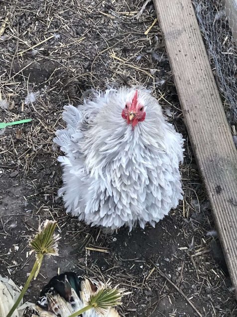 oeuf pekin