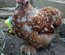 oeuf pekin