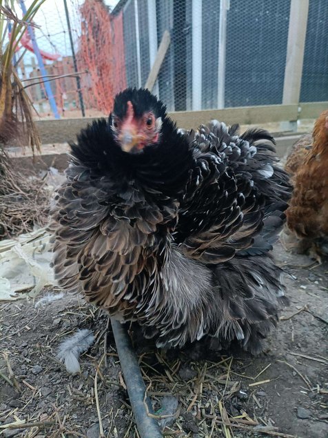 oeuf pekin
