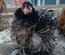 oeuf pekin