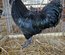 Ayam Cemani Tata Cocottes