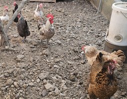 Brahma x Isbar / Faverolle Allemande x Isbar