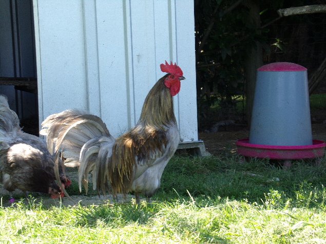oeufs à couver de poule limousine et coq de pêche limousin
