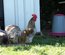 oeufs à couver de poule limousine et coq de pêche limousin
