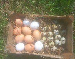 Œufs fécondés de poules Sussex pure race – à couver