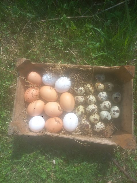 Œufs fécondés de poules Sussex pure race – à couver