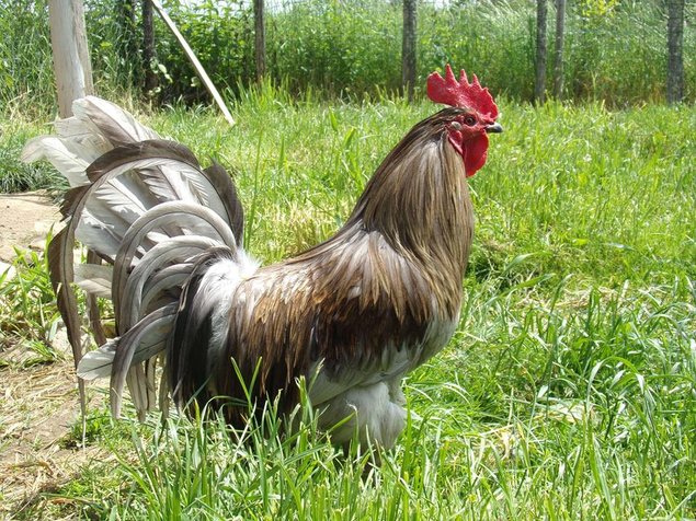 oeufs à couver de poule limousine et coq de pêche limousin