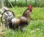 oeufs à couver de poule limousine et coq de pêche limousin