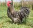 oeufs à couver de poule limousine et coq de pêche limousin