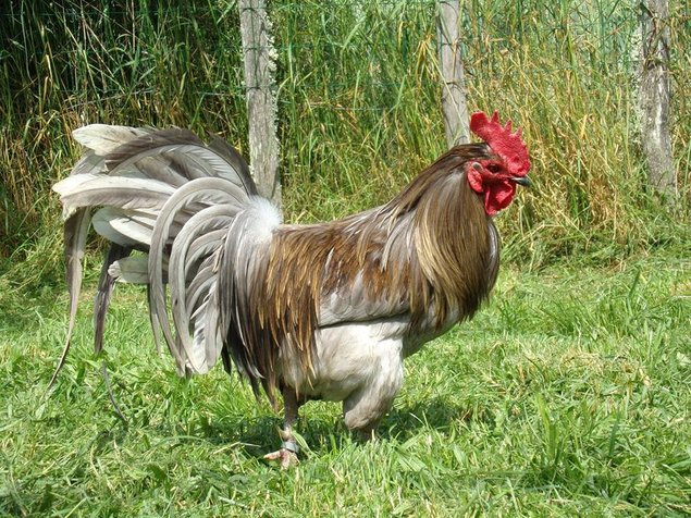 oeufs à couver de poule limousine et coq de pêche limousin
