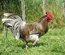oeufs à couver de poule limousine et coq de pêche limousin