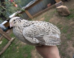 Oeufs de caille du japon par boîte de 18