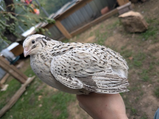 Oeufs de caille du japon