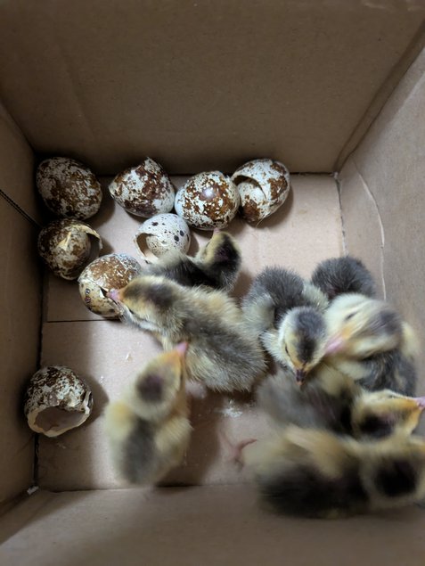 Oeufs de caille du japon