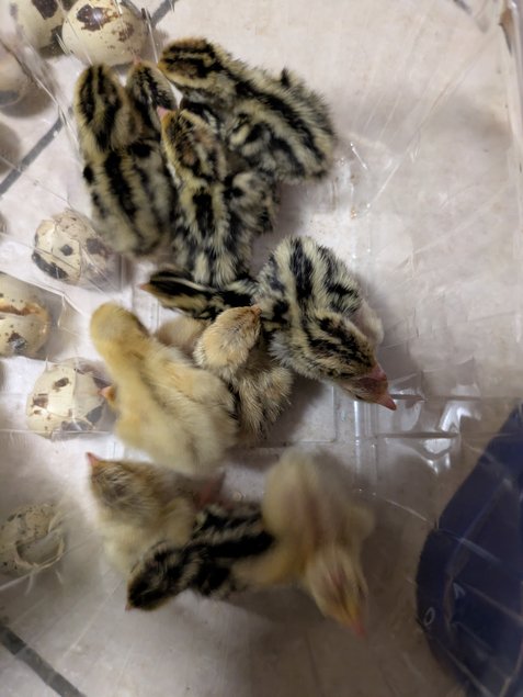 Oeufs de caille du japon