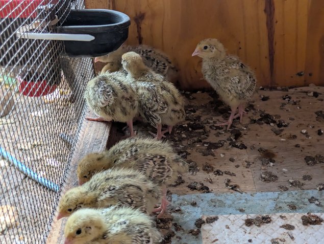 Oeufs de caille du japon