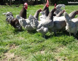 oeufs à couver de poule limousine et coq de pêche limousin