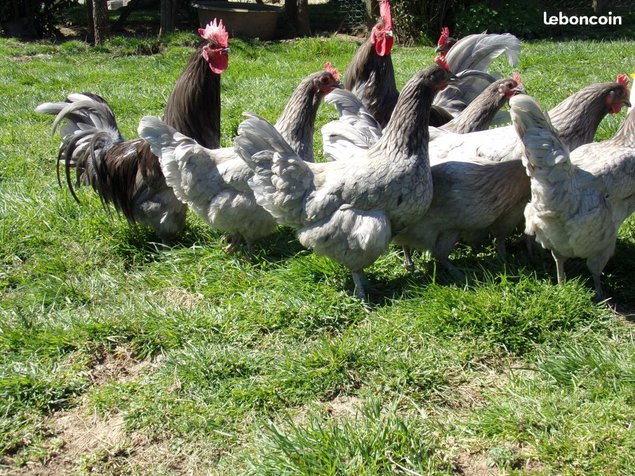 oeufs à couver de poule limousine et coq de pêche limousin