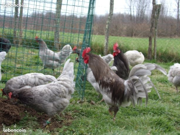 oeufs à couver de poule limousine et coq de pêche limousin