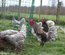 oeufs à couver de poule limousine et coq de pêche limousin