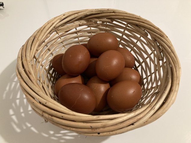 Œufs fécondés Poule Marans Saumon doré SD