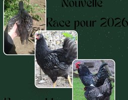 Barnevelder Argentée