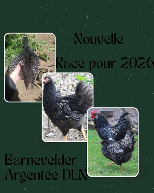 Barnevelder Argentée